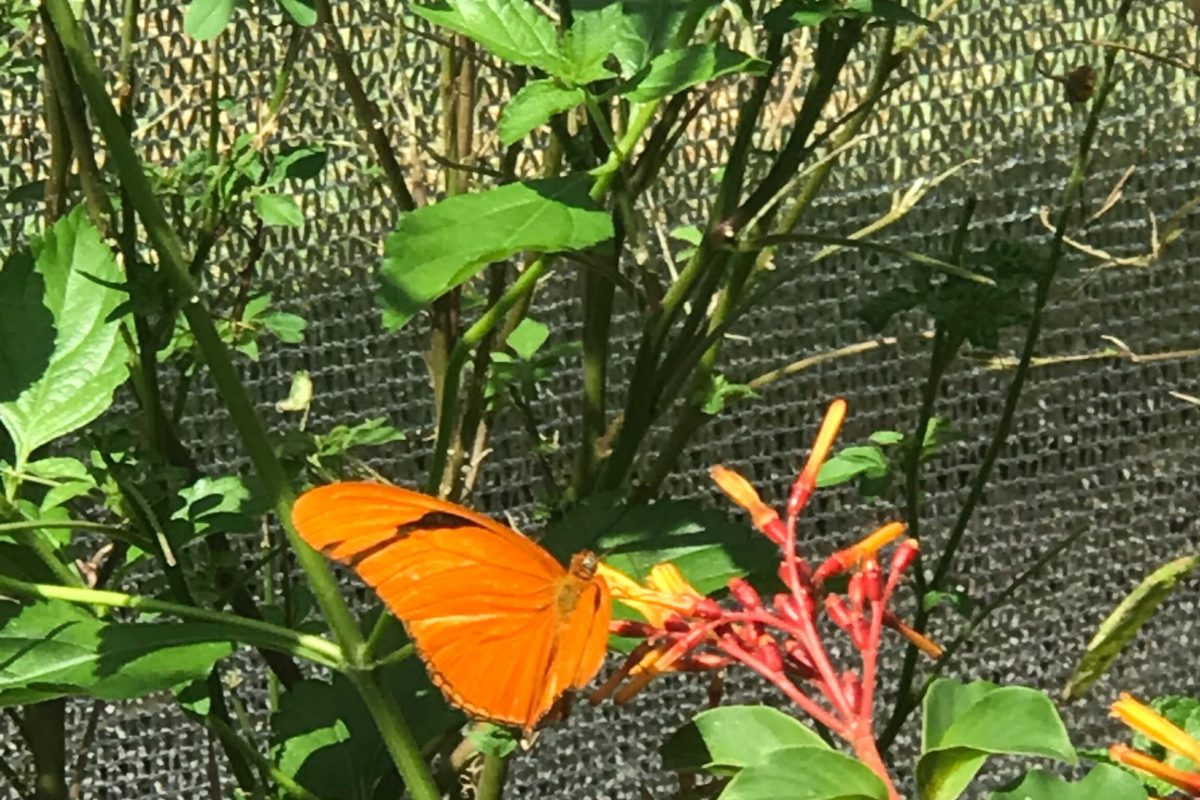 Tour Thursday – Butterfly House – Epcot